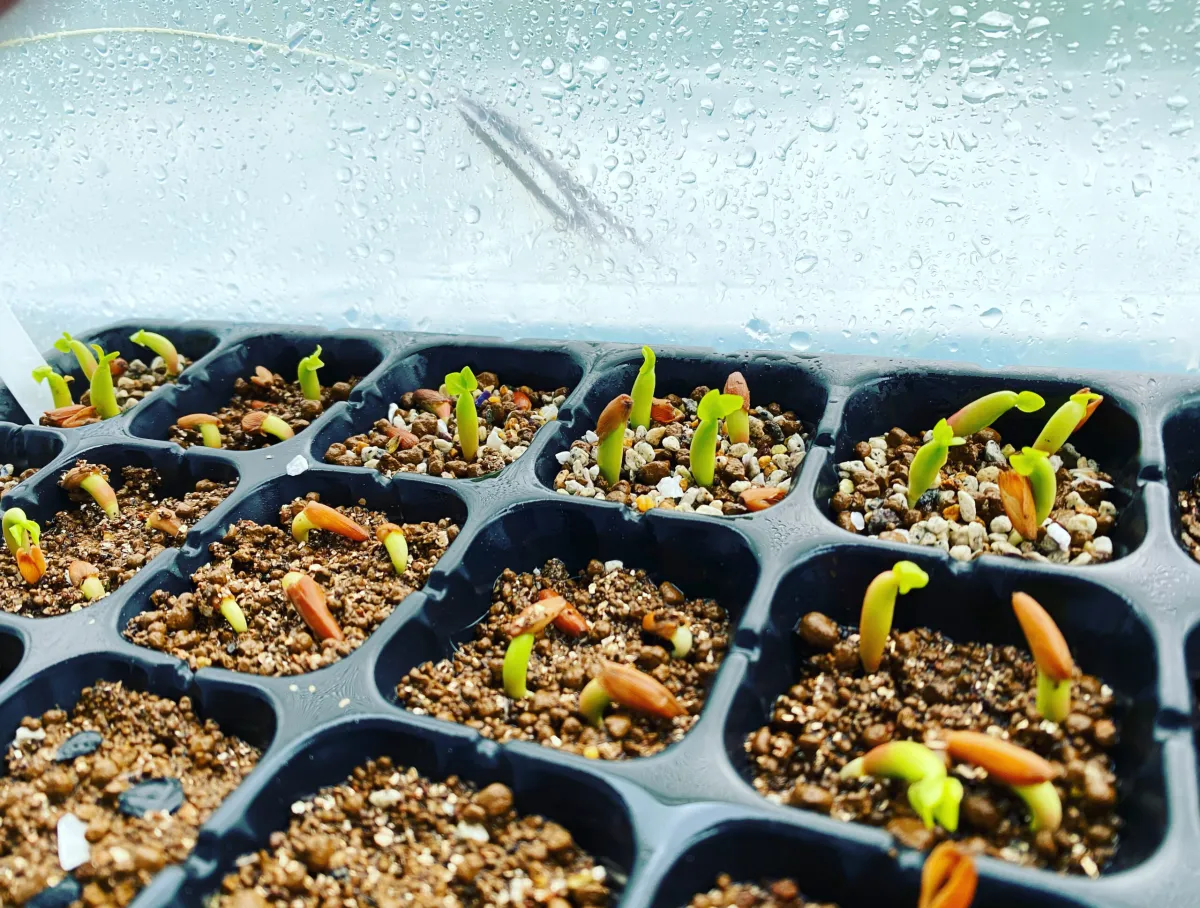 Adenium arabicum Black Stem (アデニウム アラビカム ブラックステム)