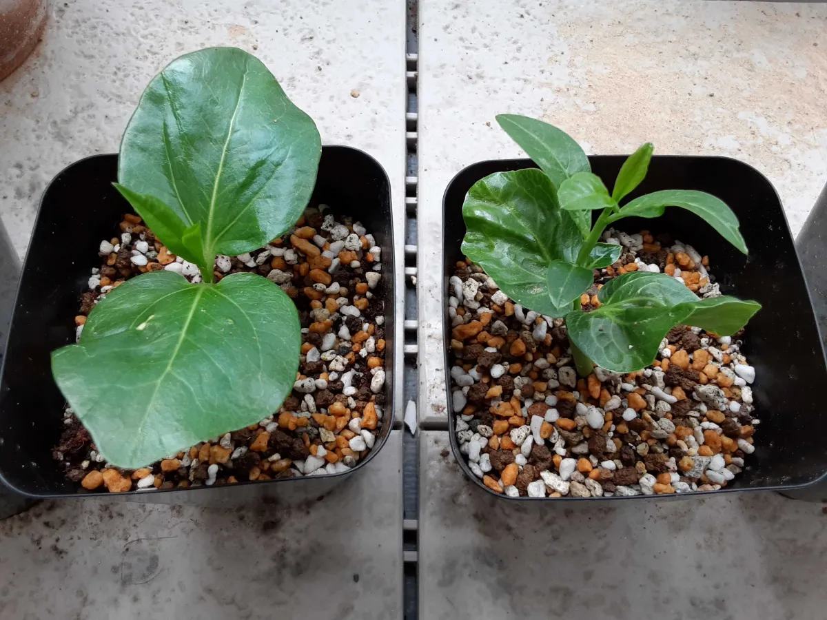 Adansonia digitata (アダンソニア（バオバブ） ディギタータ)