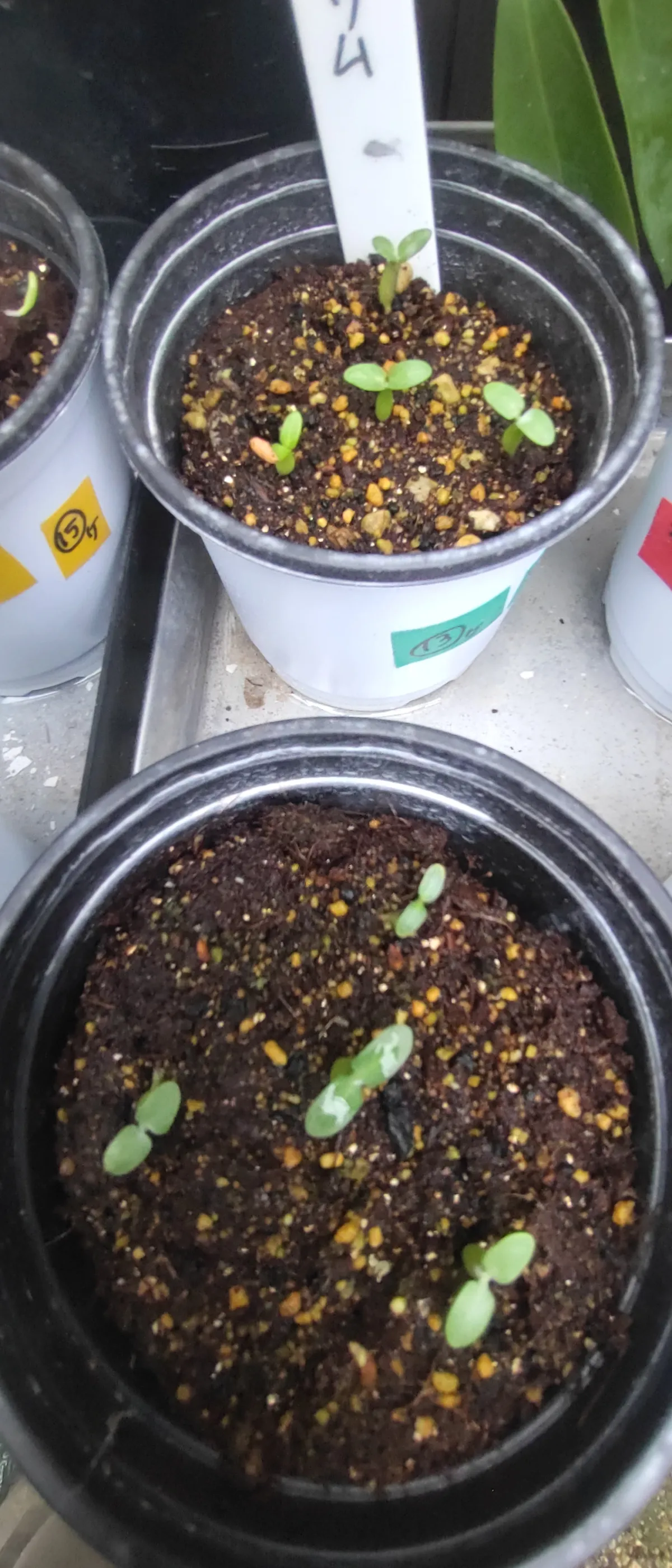 Pachypodium rosulatum ssp. rosulatum (パキポディウム ロスラーツム)