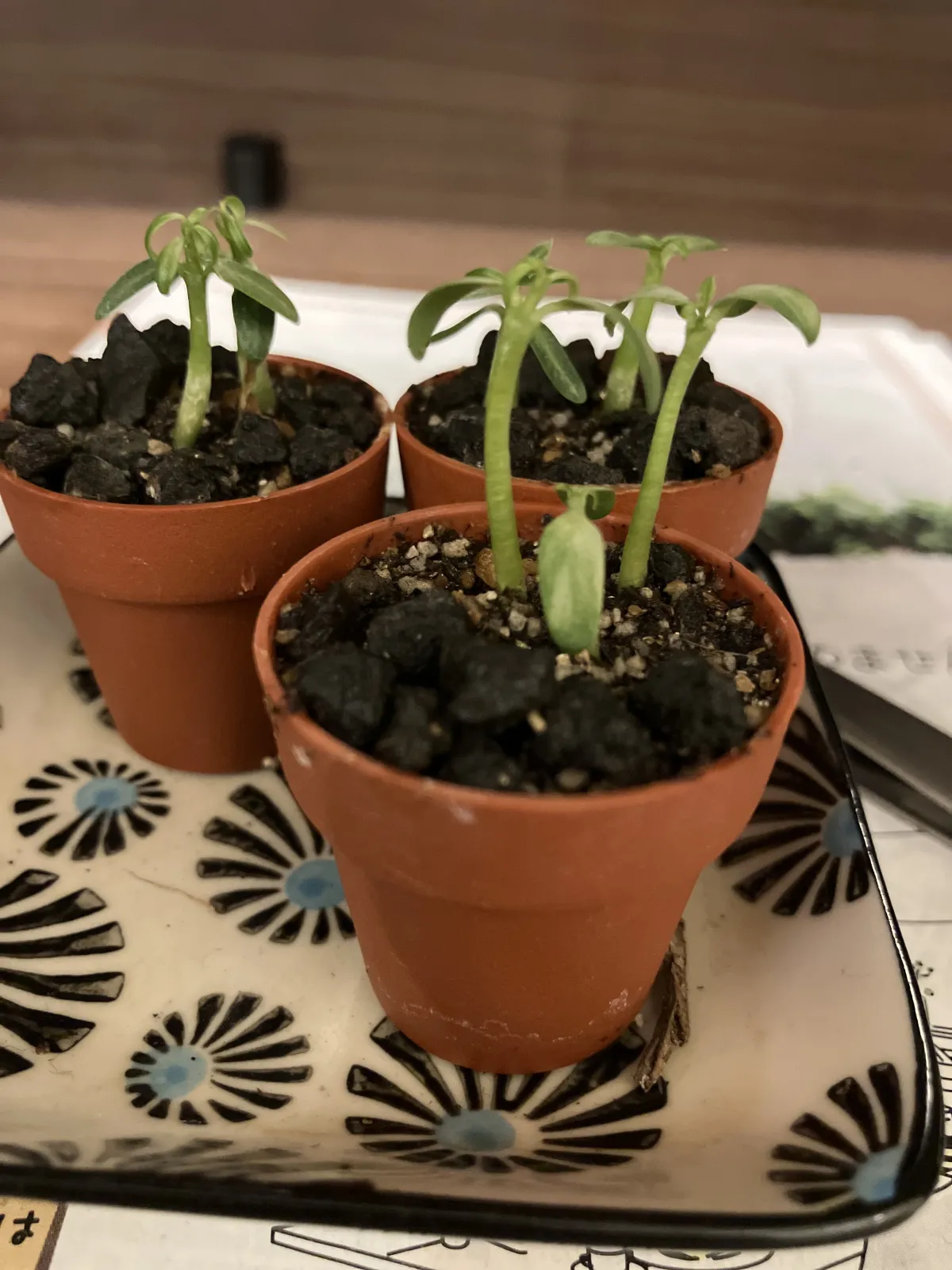 Pachypodium rosulatum var. gracilius (パキポディウム グラキリス)