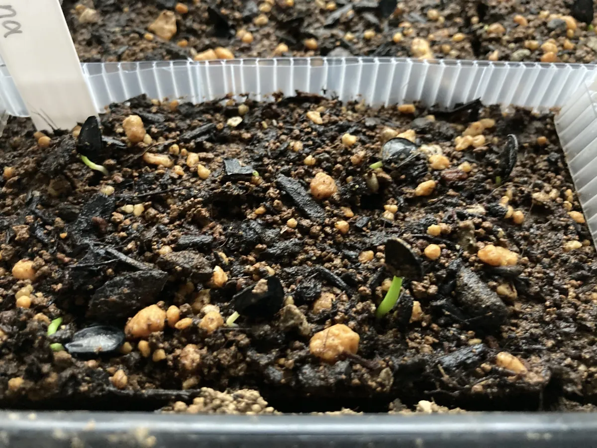 Agave sebastiana (アガベ セバスティアーナ)