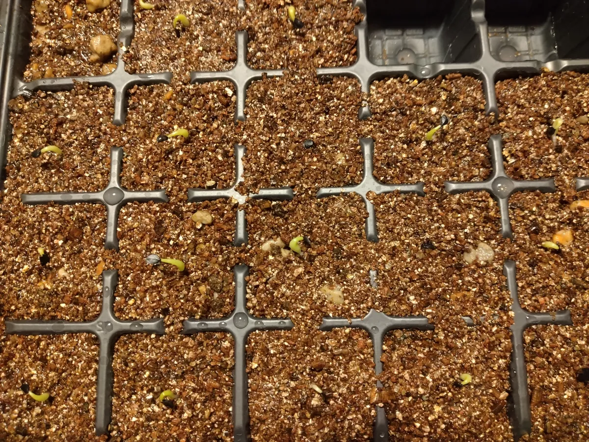 Agave oteroi (アガベ オテロイ)