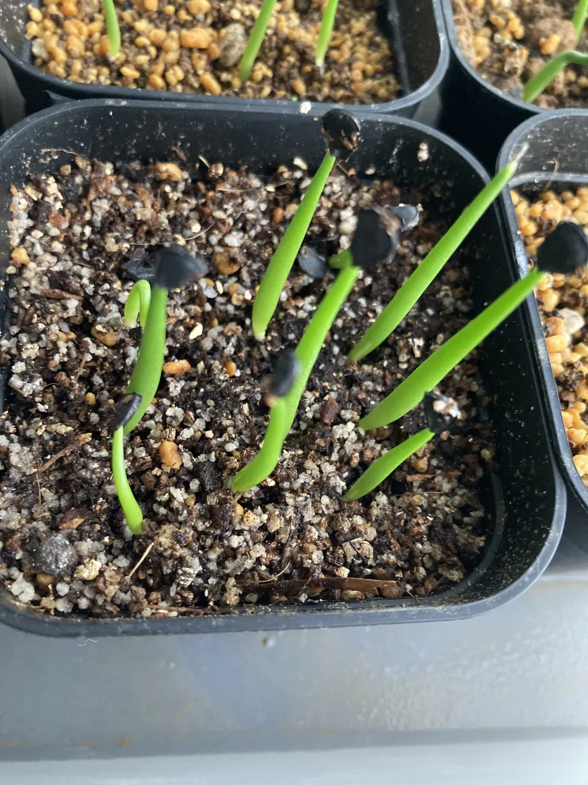 Agave americana var. franzosinii (アガベ フランゾシニー)