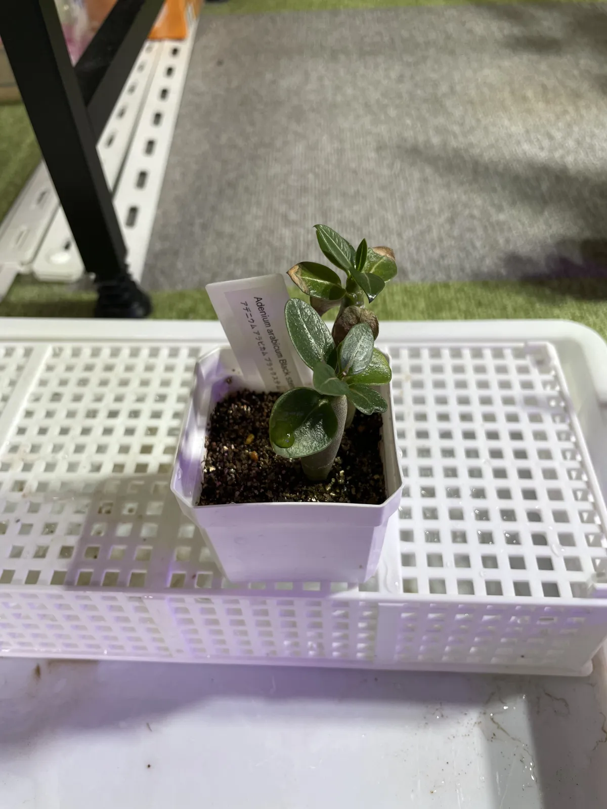 Adenium arabicum Black Stem (アデニウム アラビカム ブラックステム)