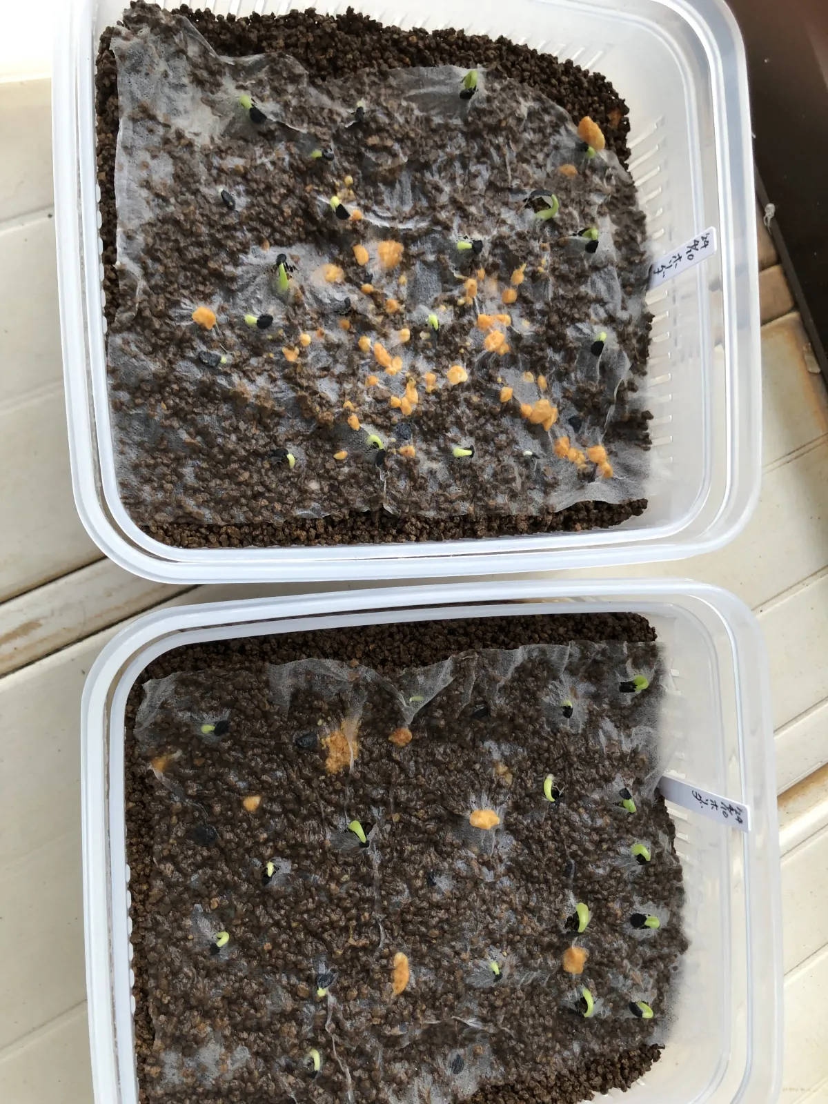 Agave horrida ssp. horrida (アガベ ホリダ)