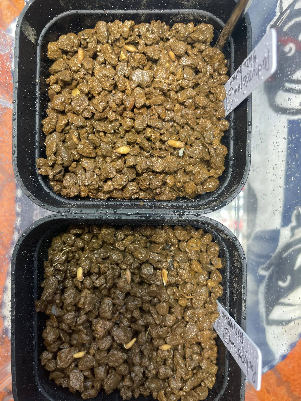 Pachypodium bispinosum (パキポディウム ビスピノーサム)