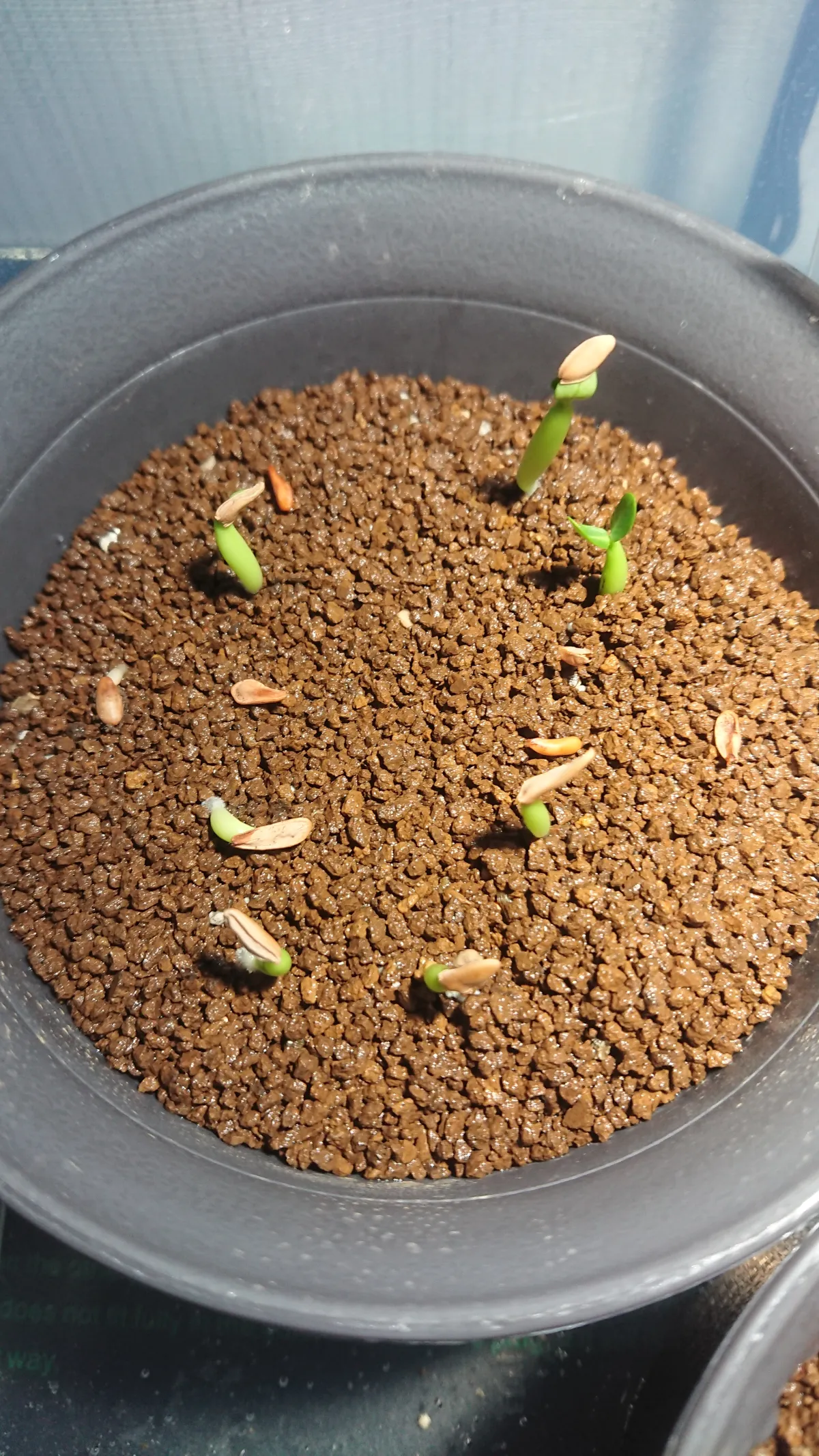 Pachypodium rosulatum ssp. cactipes (パキポディウム カクチペス)