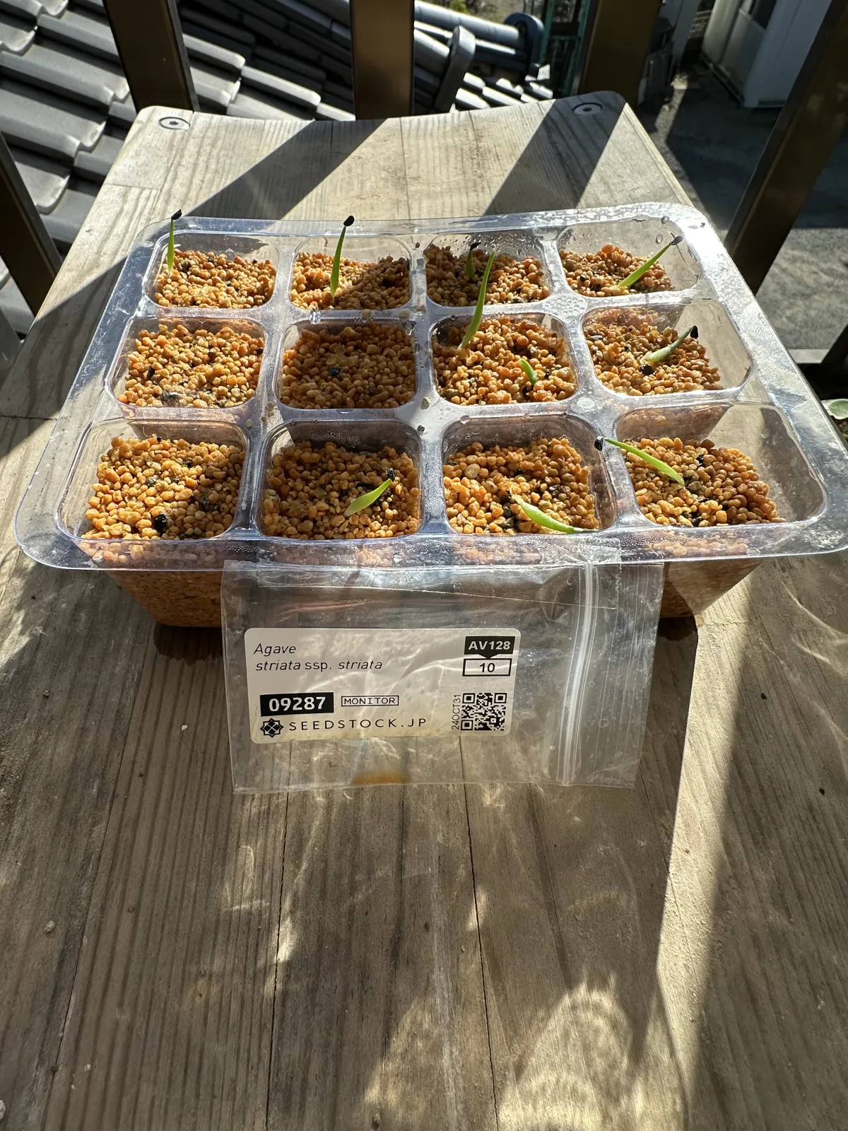 Agave striata subsp. striata (アガベ ストリアータ)