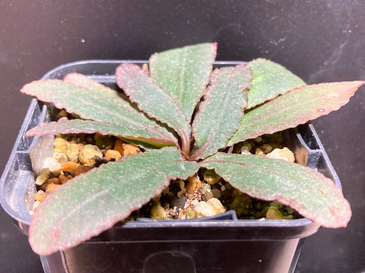 Euphorbia primulifolia var. begardii (ユーフォルビア ベガルディ)