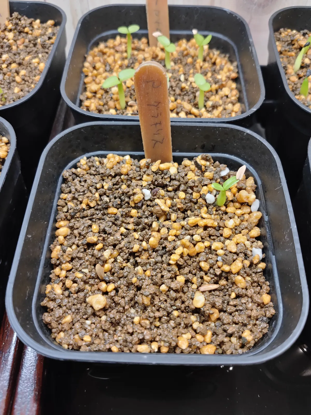 Pachypodium rosulatum var. gracilius (パキポディウム グラキリス)