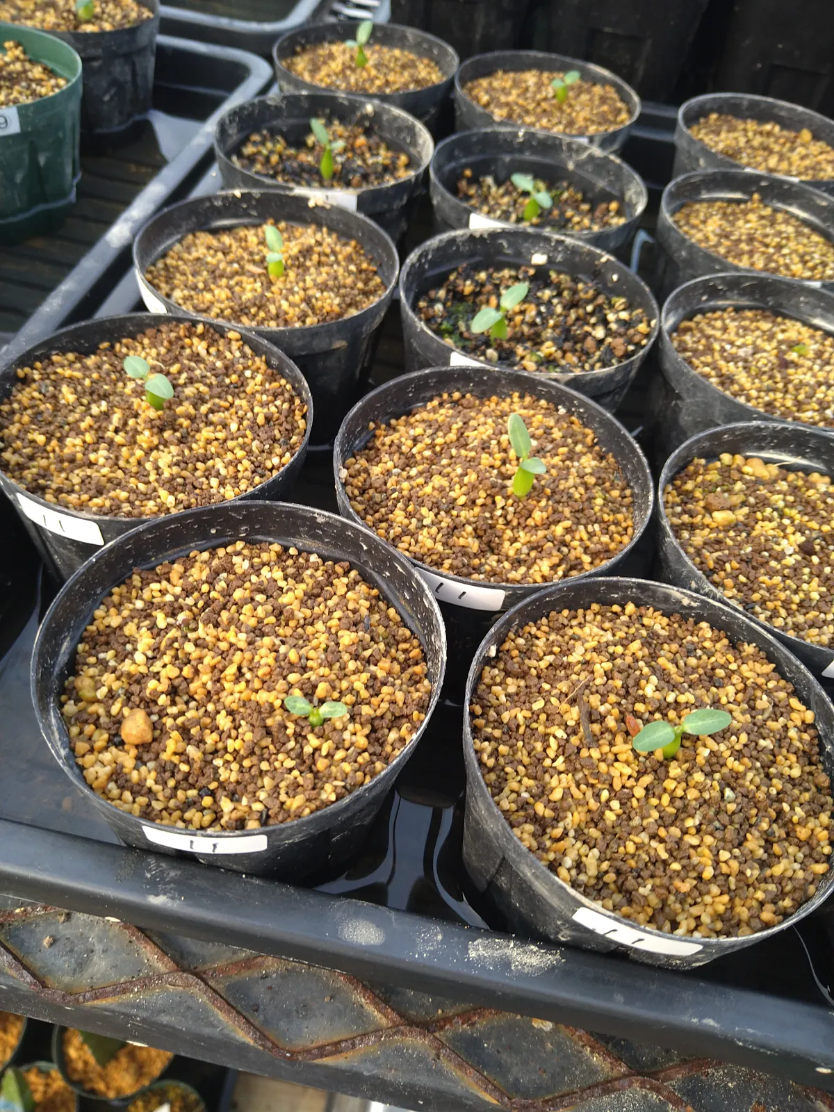 Pachypodium rosulatum subsp. makayense (パキポディウム マカイエンセ)