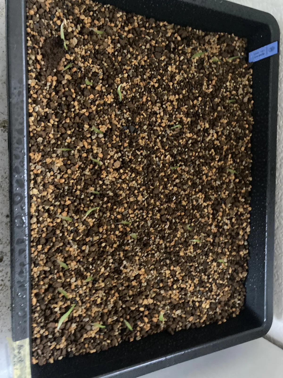 Agave oteroi (アガベ オテロイ)