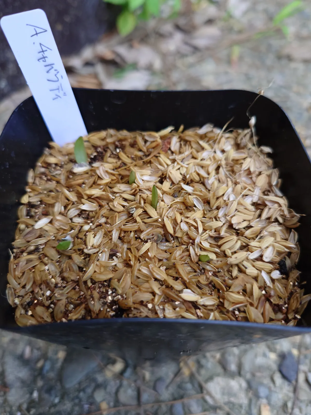 Aloe chabaudii (アロエ チャバウディー)