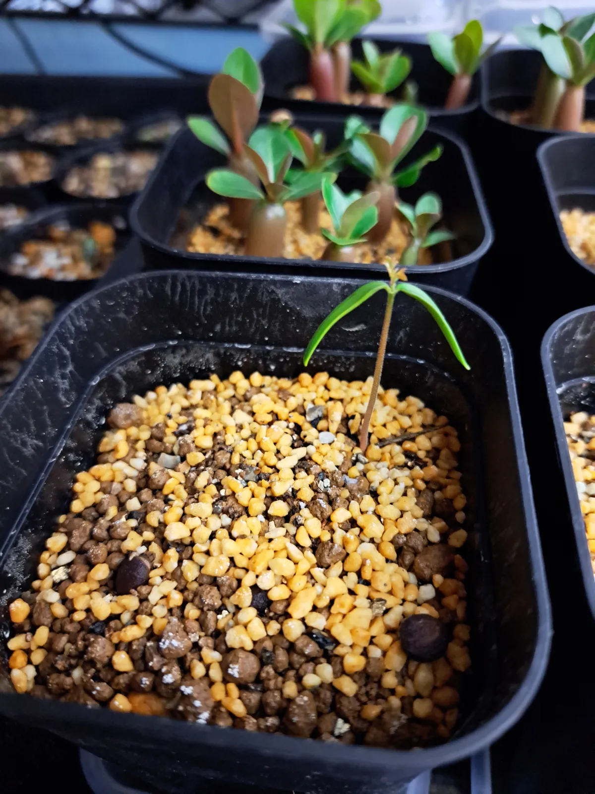 Operculicarya borealis (オペルクリカリア ボレアリス)