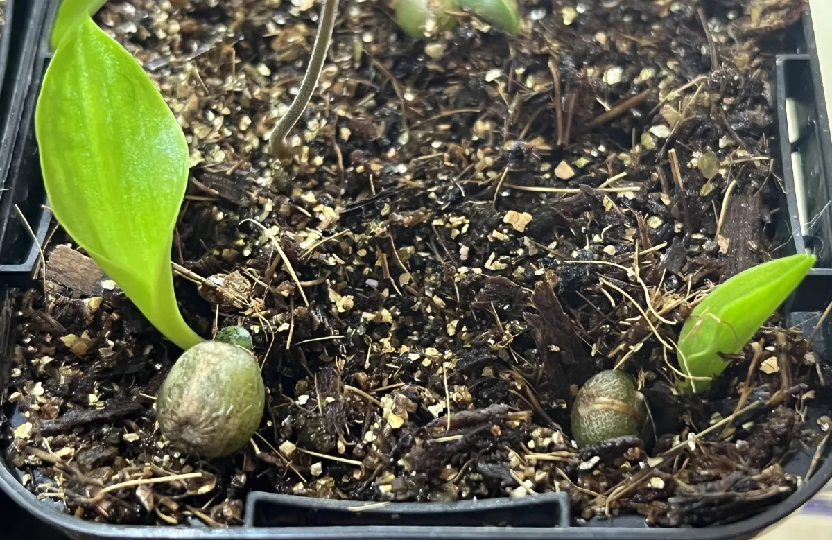 Scadoxus multiflorus (スカドクサス マルチフローラス 発根)
