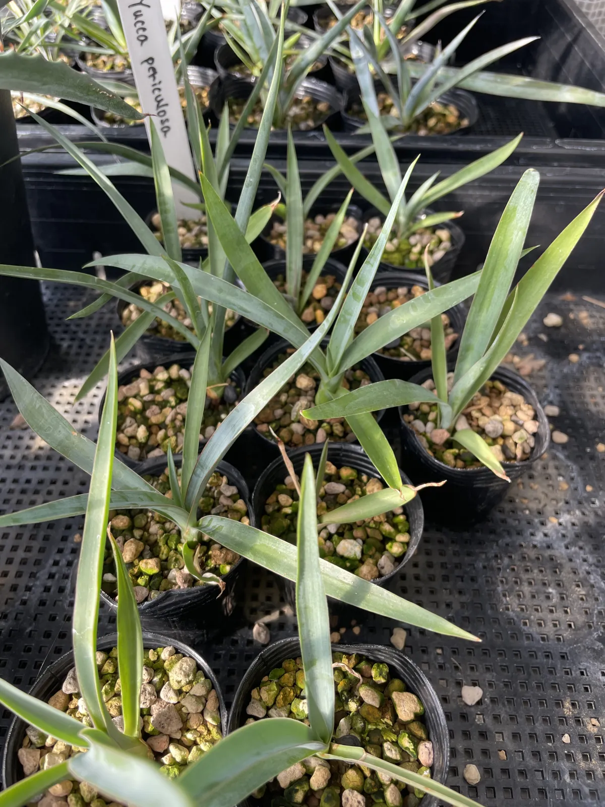 Yucca periculosa (ユッカ ペリクローサ)