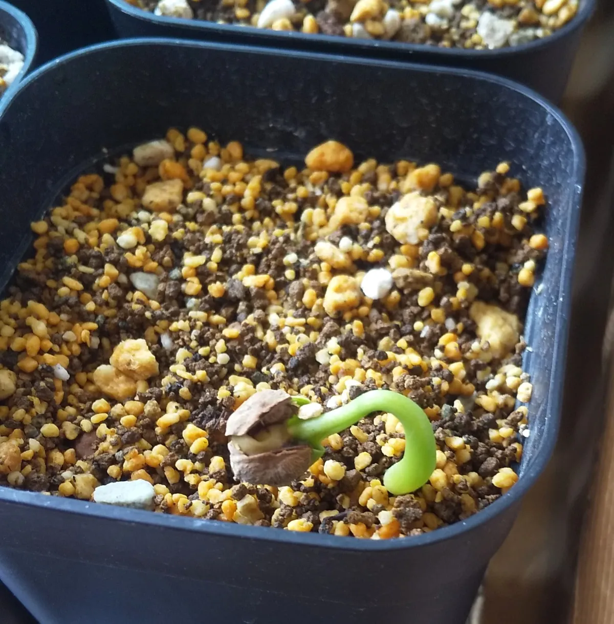 Cyphostemma laza (キフォステンマ ラザ)