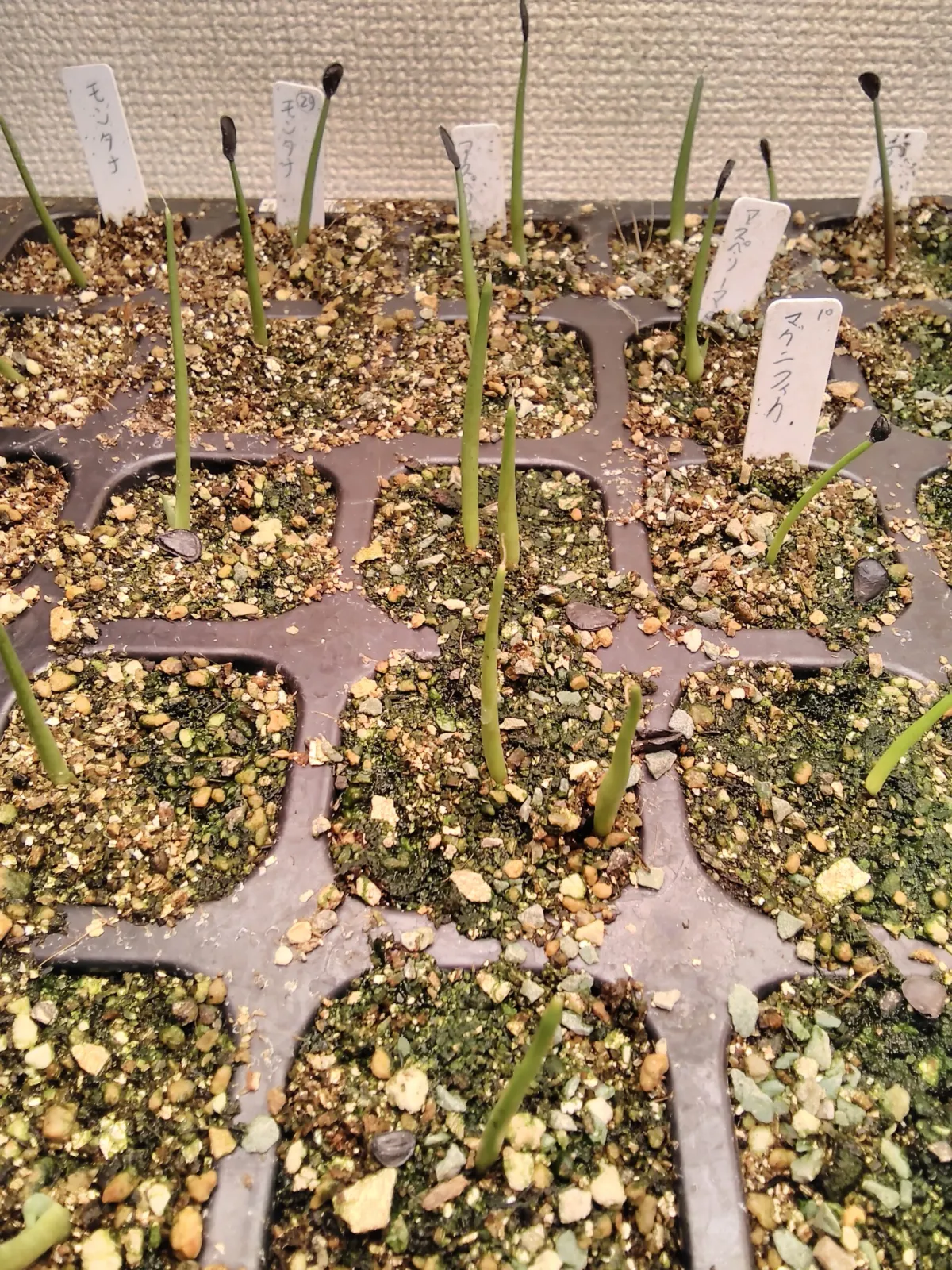 Agave asperrima (アガベ アスペリーマ)