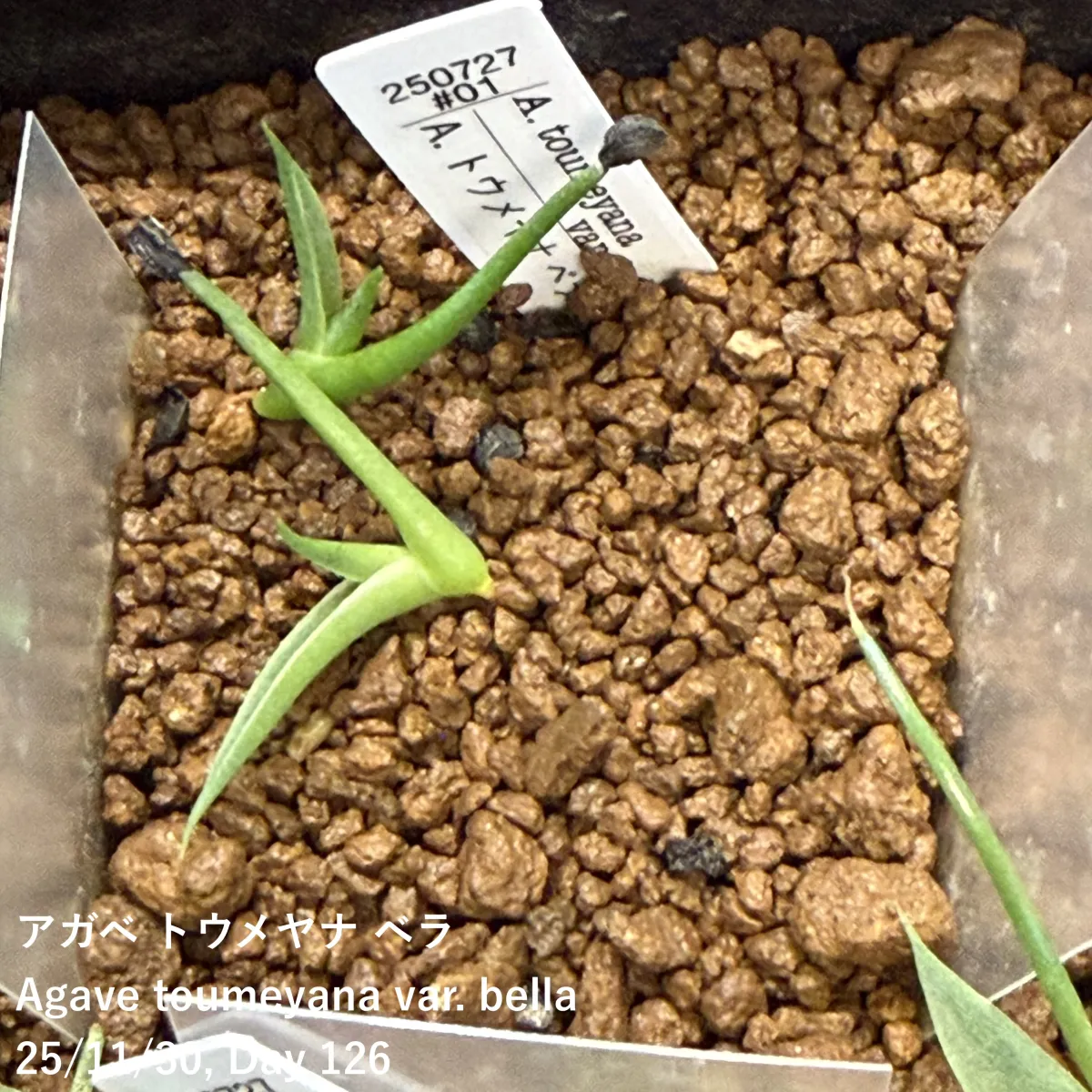 Agave toumeyana var. bella (アガベ トウメヤナ ベラ)