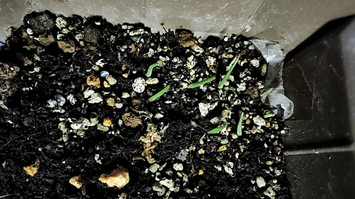 Agave triangularis (アガベ トライアンギュラリス)