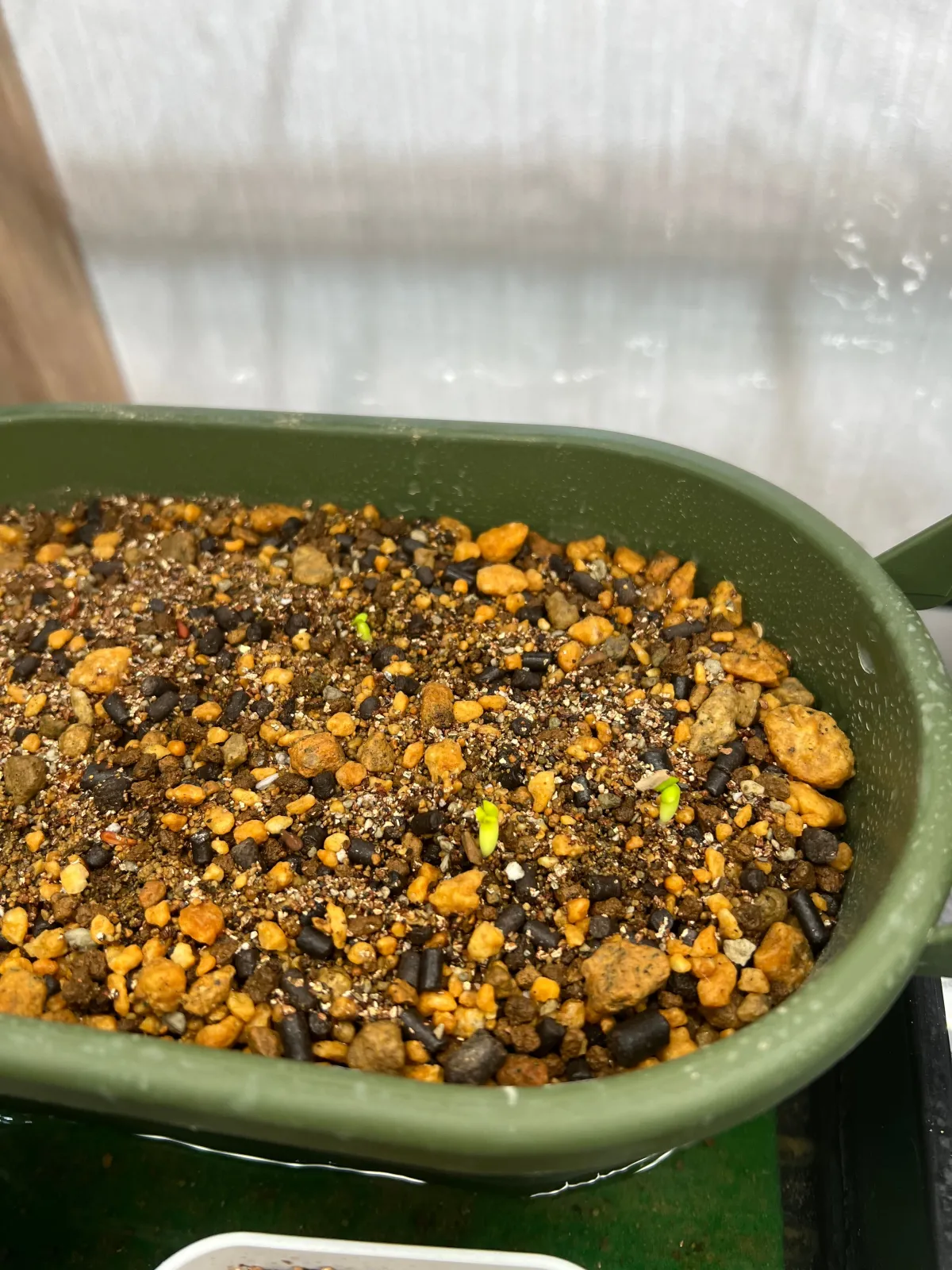 Pachypodium succulentum (パキポディウム サキュレンタム 天馬空)