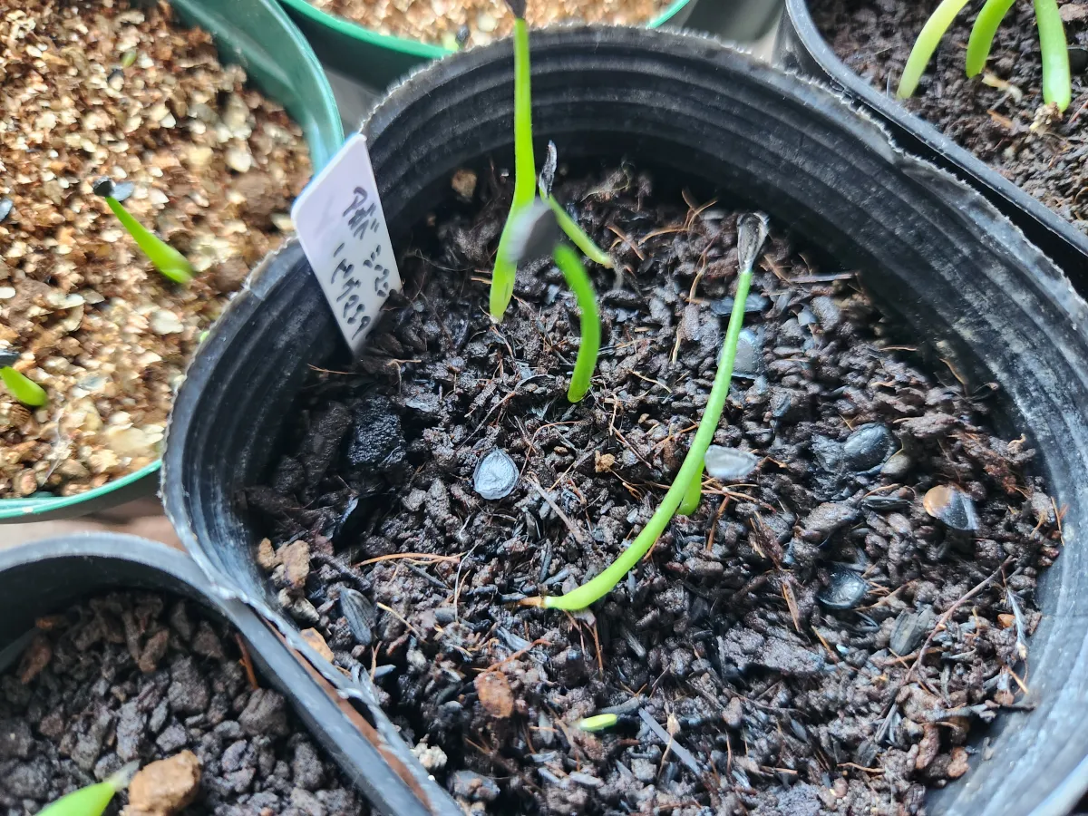 Agave seemanniana (アガベ ピグマエア)