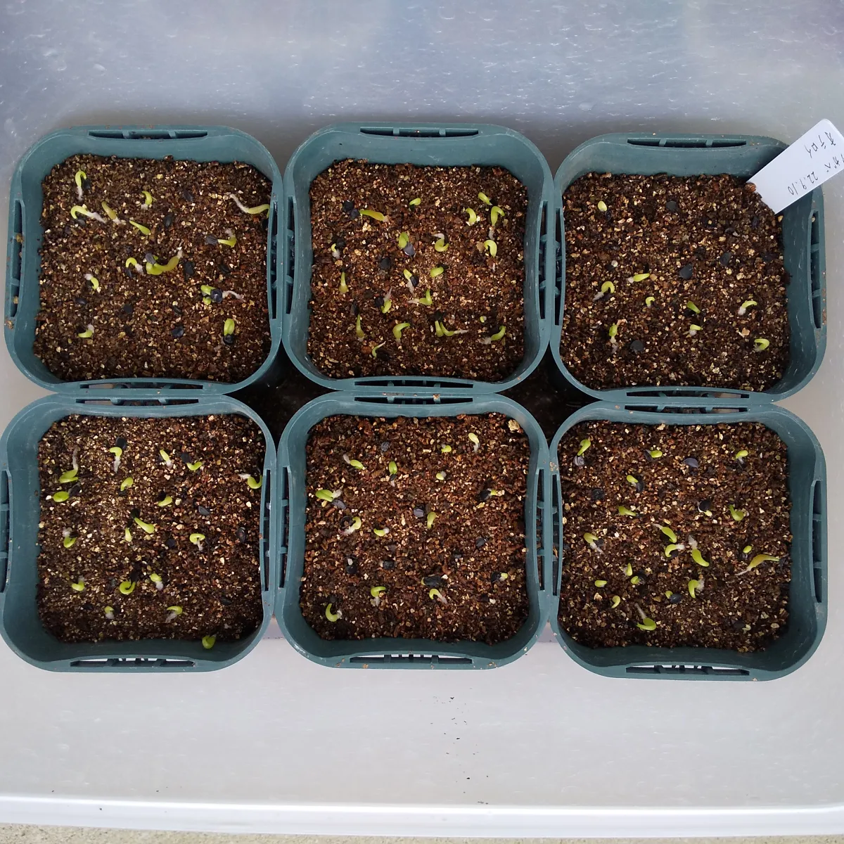 Agave oteroi (アガベ オテロイ)