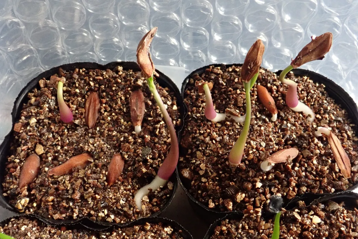 Petopentia natalensis (ペトペンチア ナタレンシス)