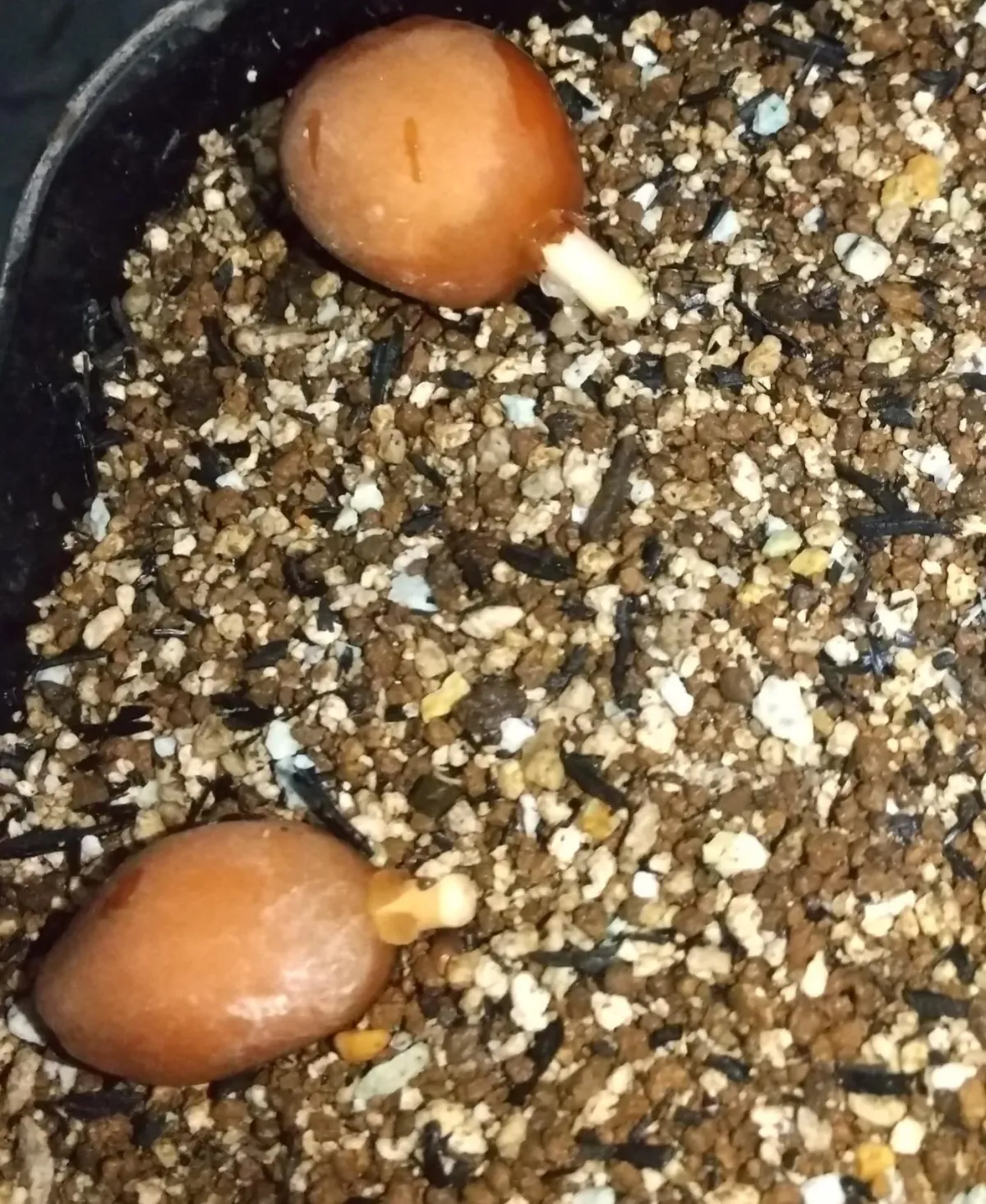 Dioon edule (ディオーン エデューレ)