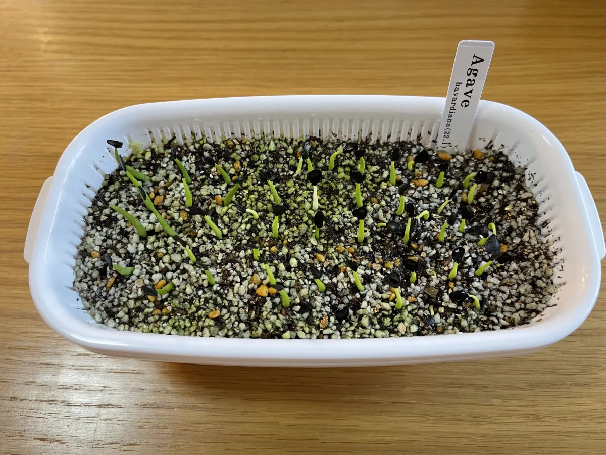 Agave havardiana (アガベ ハバルディアナ)