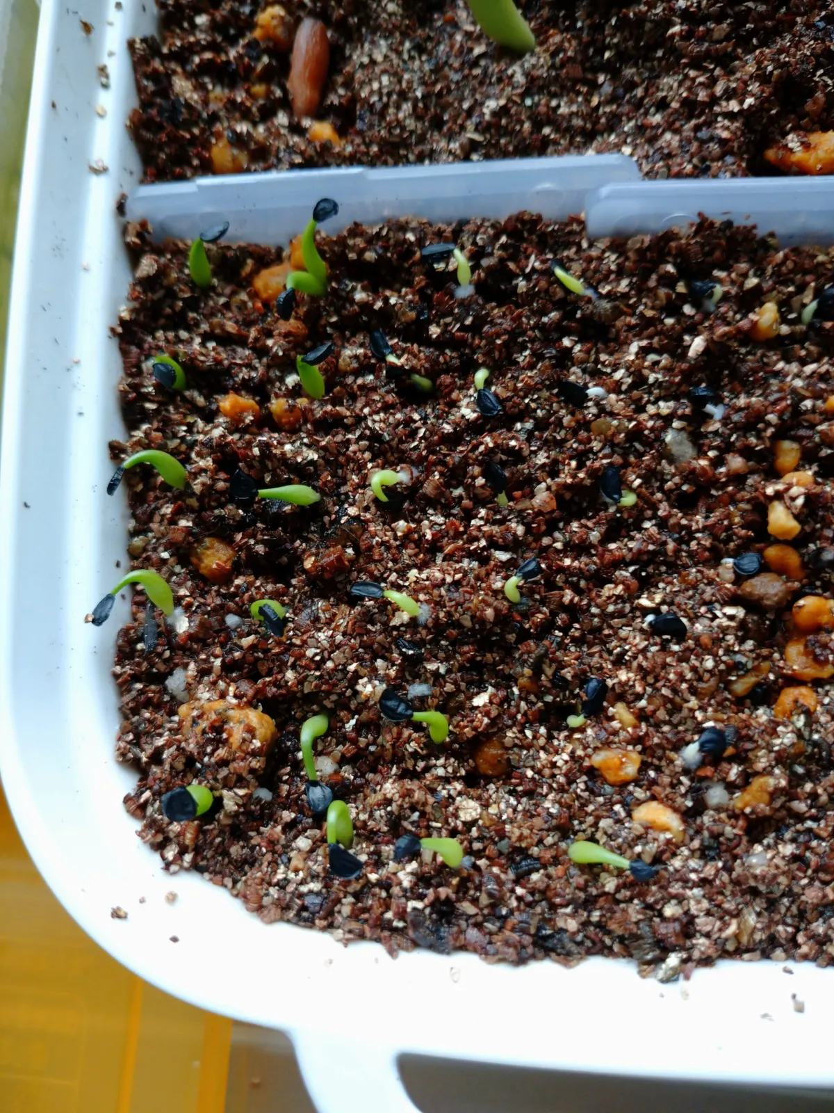 Agave kerchovei (アガベ ケルチョベイ)