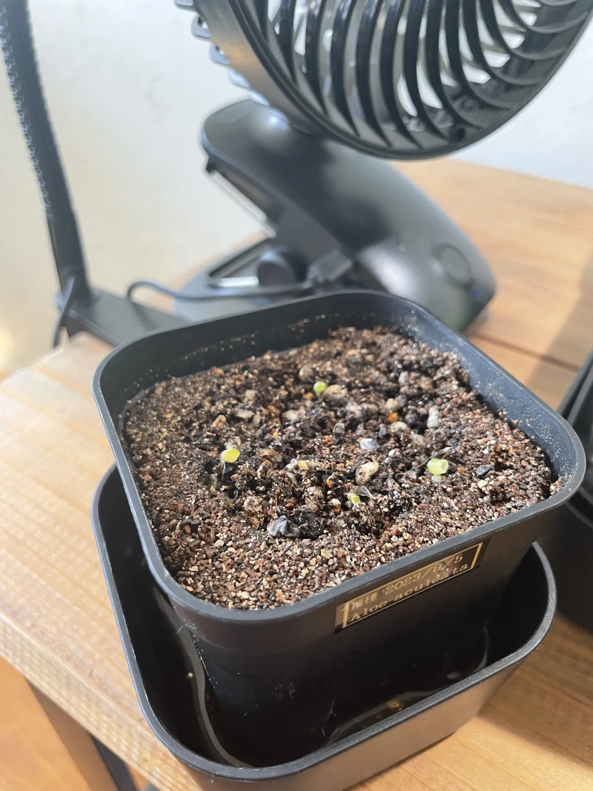 Aloe aculeata (アロエ アクレアータ)