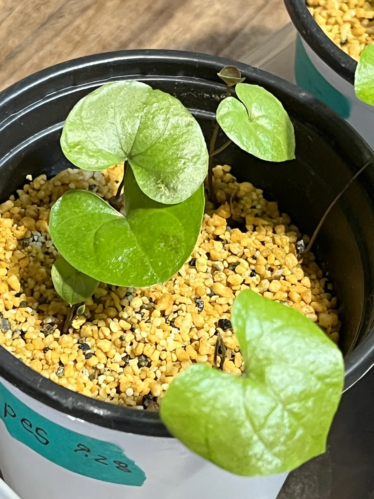 Dioscorea elephantipes (ディオスコレア エレファンティペス アフリカ亀甲竜)