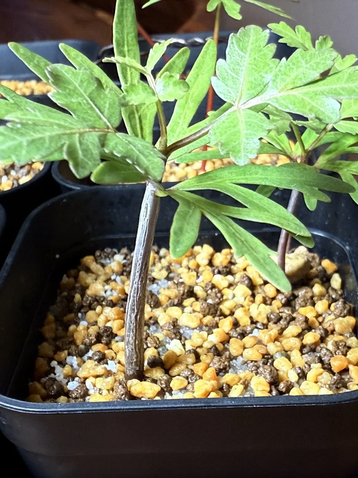 Bursera fagaroides (ブルセラ ファガロイデス)