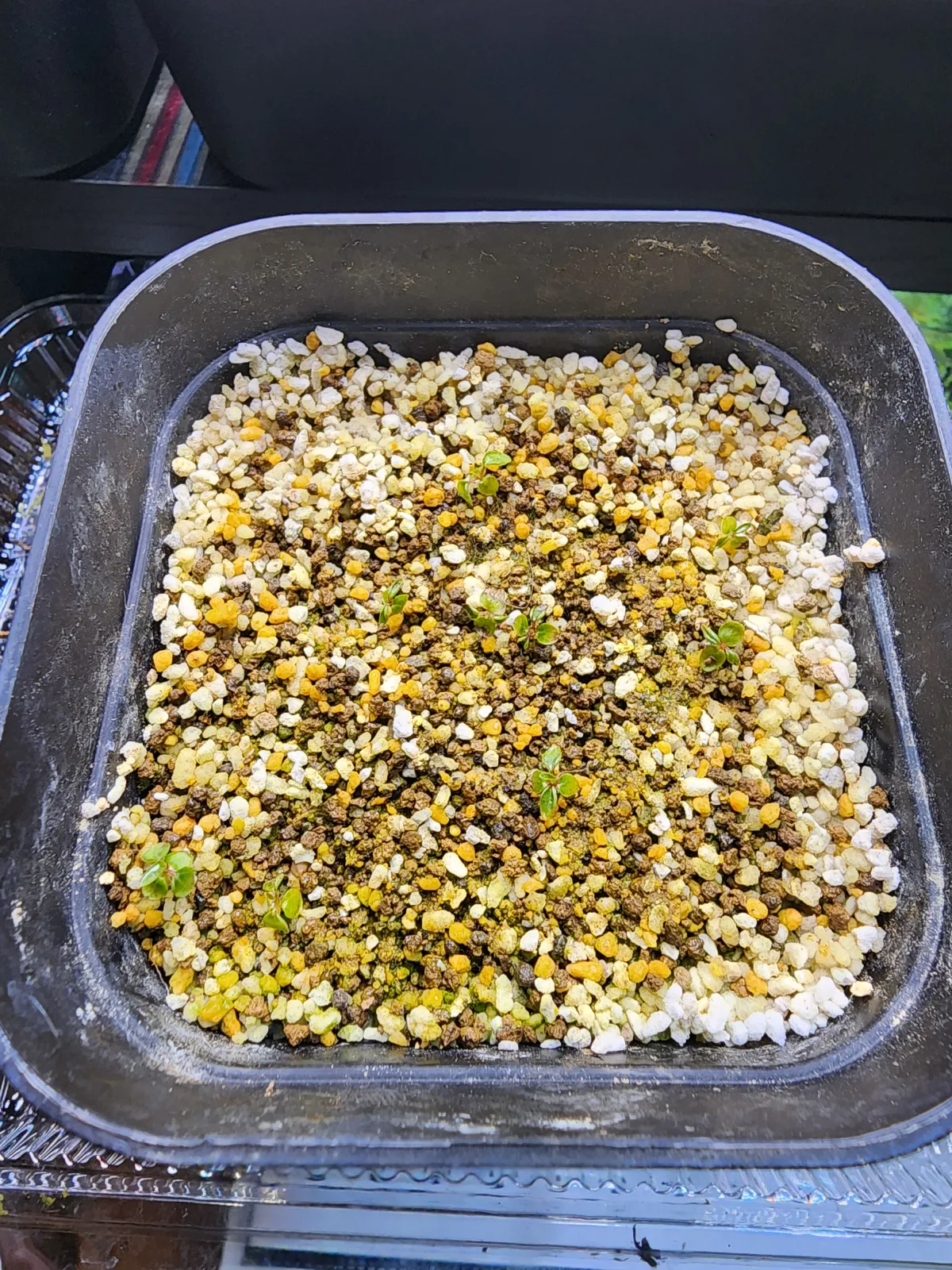 Ficus petiolaris (フィカス ペティオラリス)