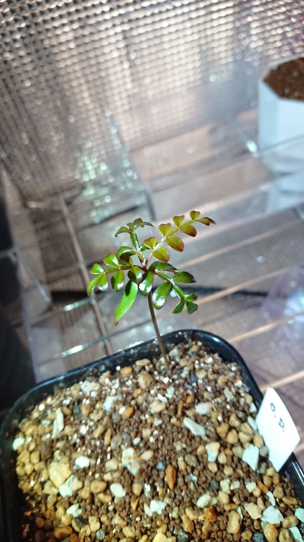 Operculicarya decaryi (オペルクリカリア デカリー)