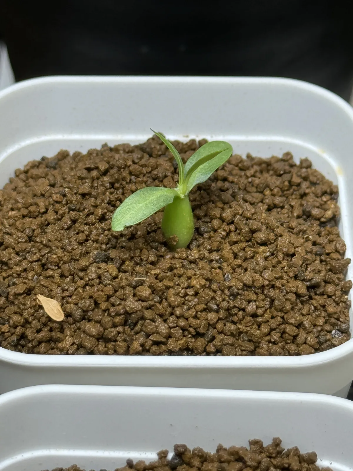 Pachypodium rosulatum subsp. makayense (パキポディウム マカイエンセ)