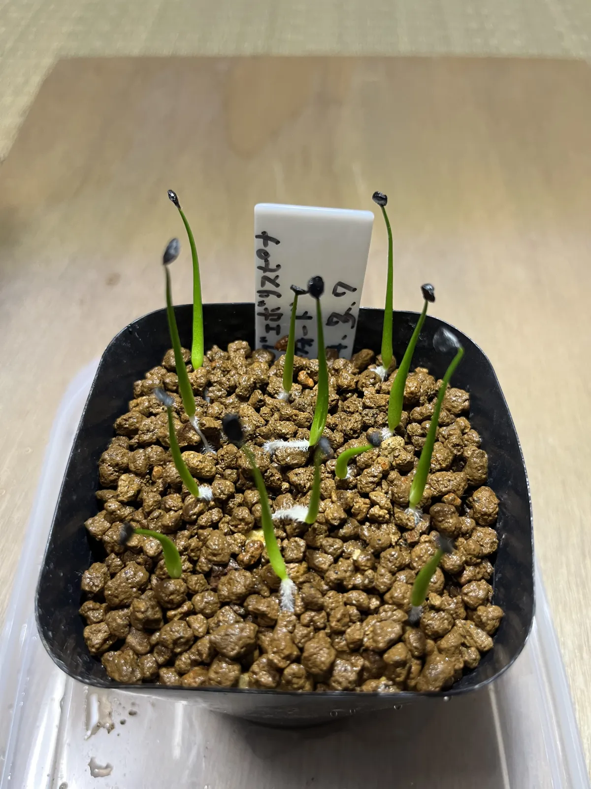 Agave utahensis var. eborispina 'Hayford' (アガベ エボリスピナ ヘイフォード)