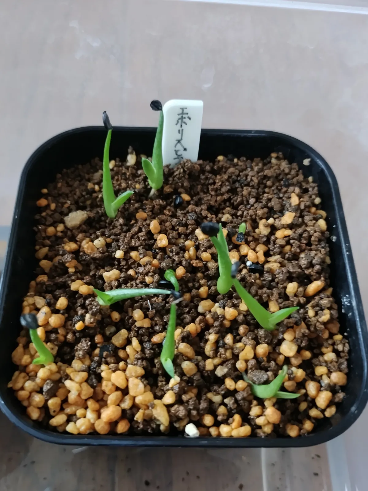 Agave utahensis var. eborispina (アガベ エボリスピナ)