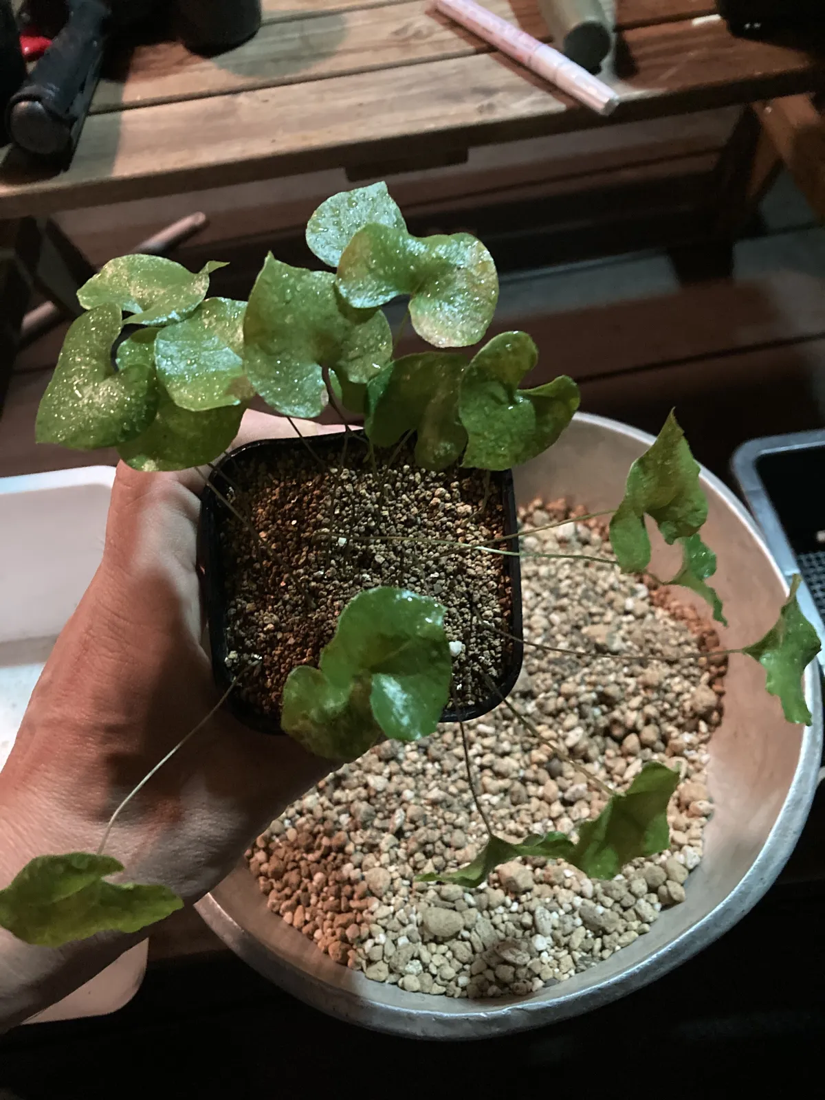 Dioscorea elephantipes (ディオスコレア エレファンティペス アフリカ亀甲竜)
