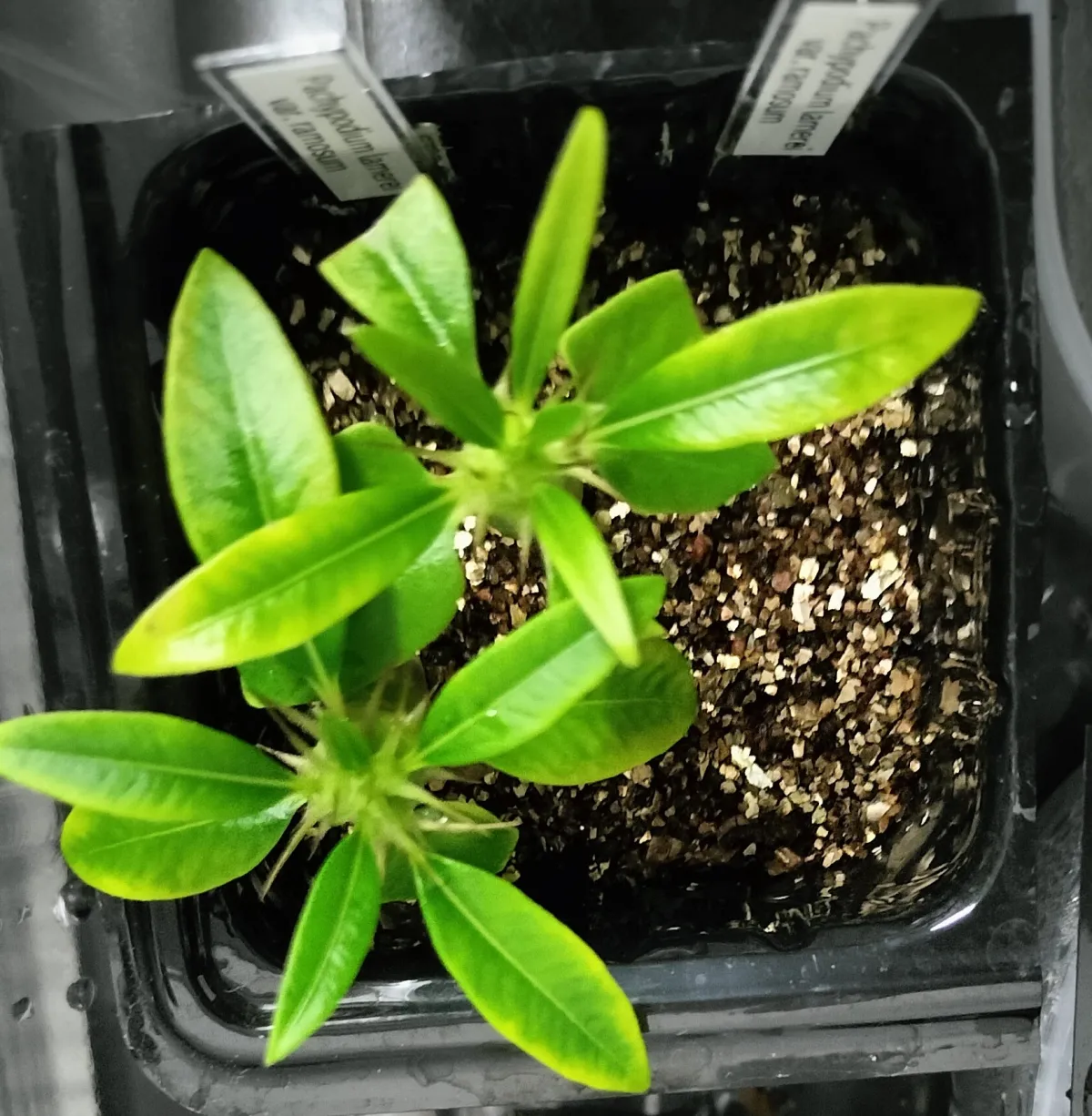 Pachypodium lamerei var. ramosum (パキポディウム ラモサム)