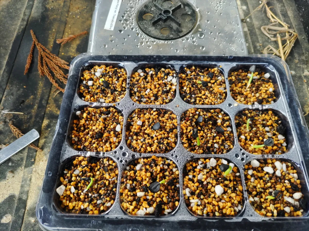 Agave parryi var. truncata (アガベ パリー トランカータ)