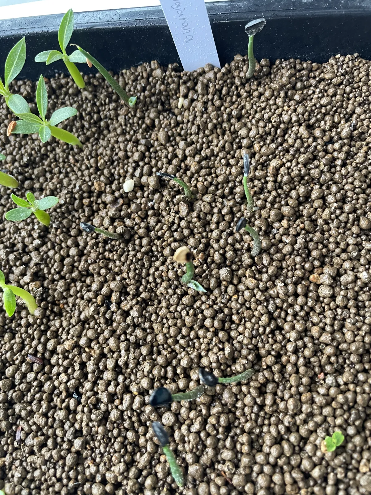 Agave guadalajarana (アガベ グアダラハラナ)