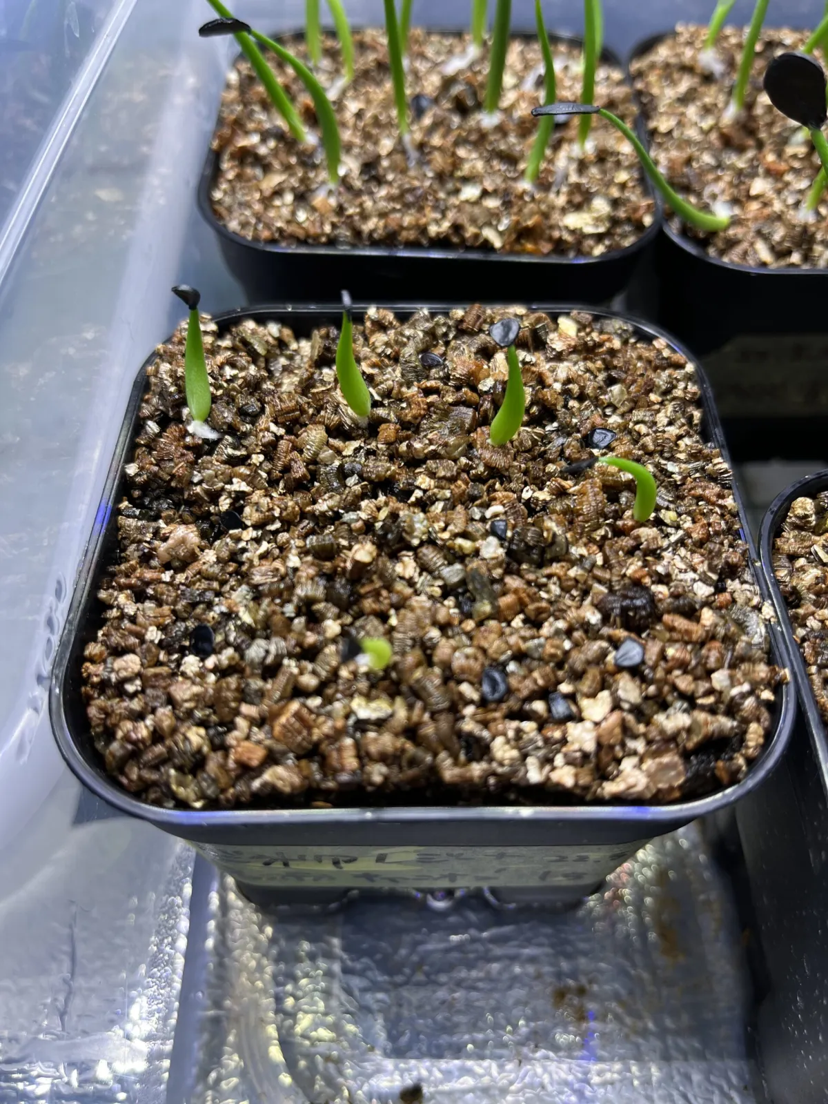 Agave victoriae-reginae ssp. swobodae swobodae (アガベ ビクトリアレジーナ スワボダエ)