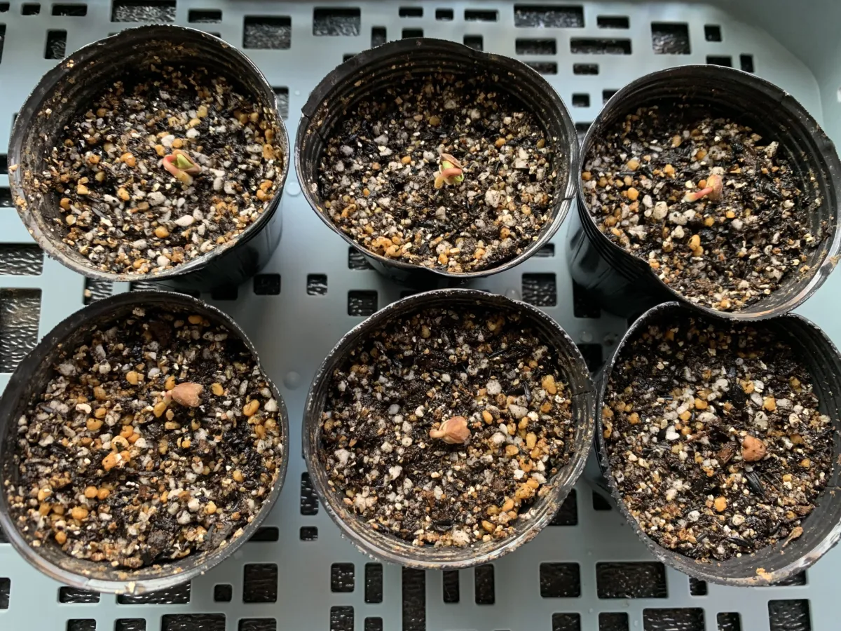 Commiphora pseudopaolii (コミフォラ スードウパオリー)