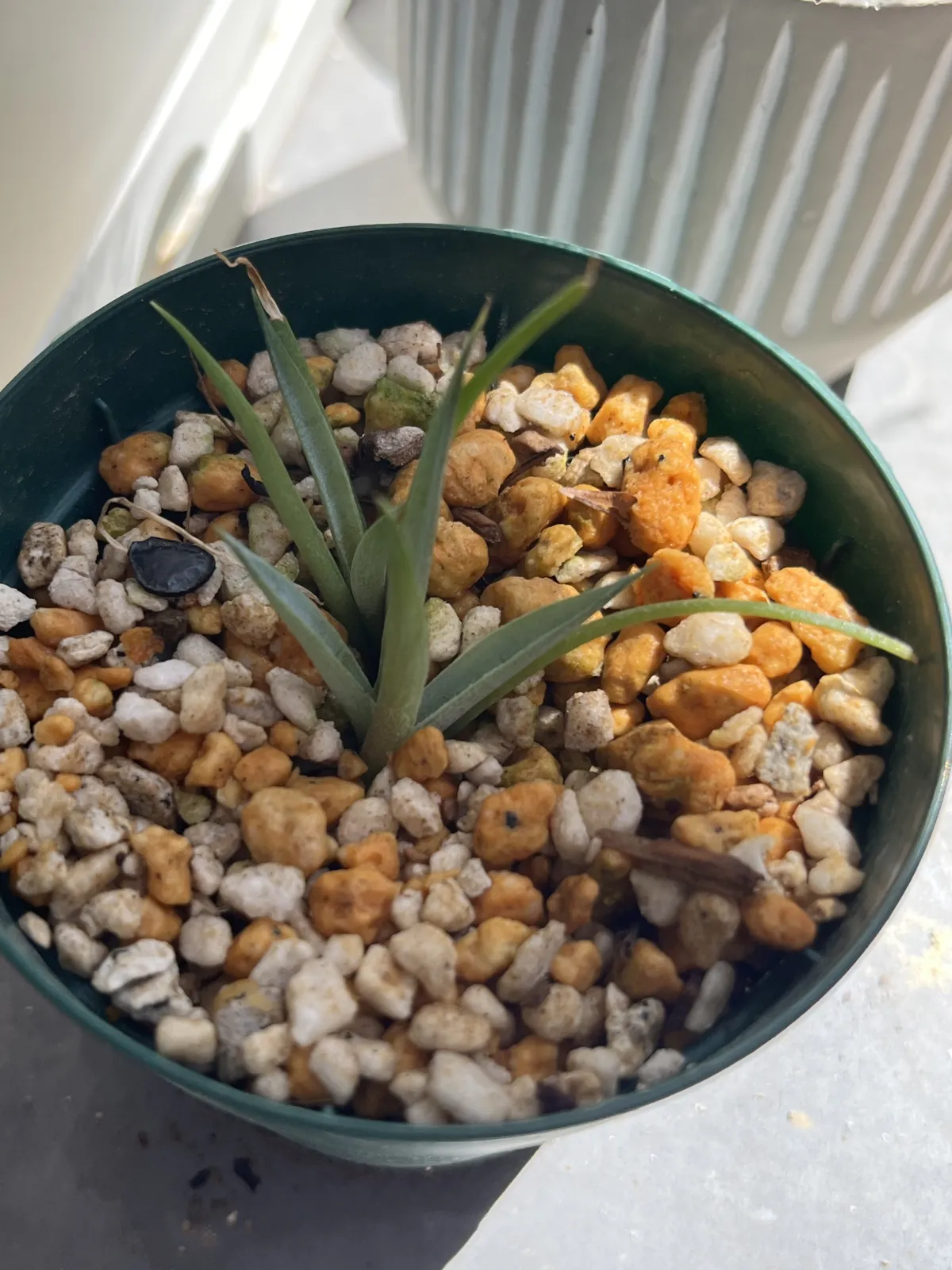 Aloe aculeata (アロエ アクレアータ)