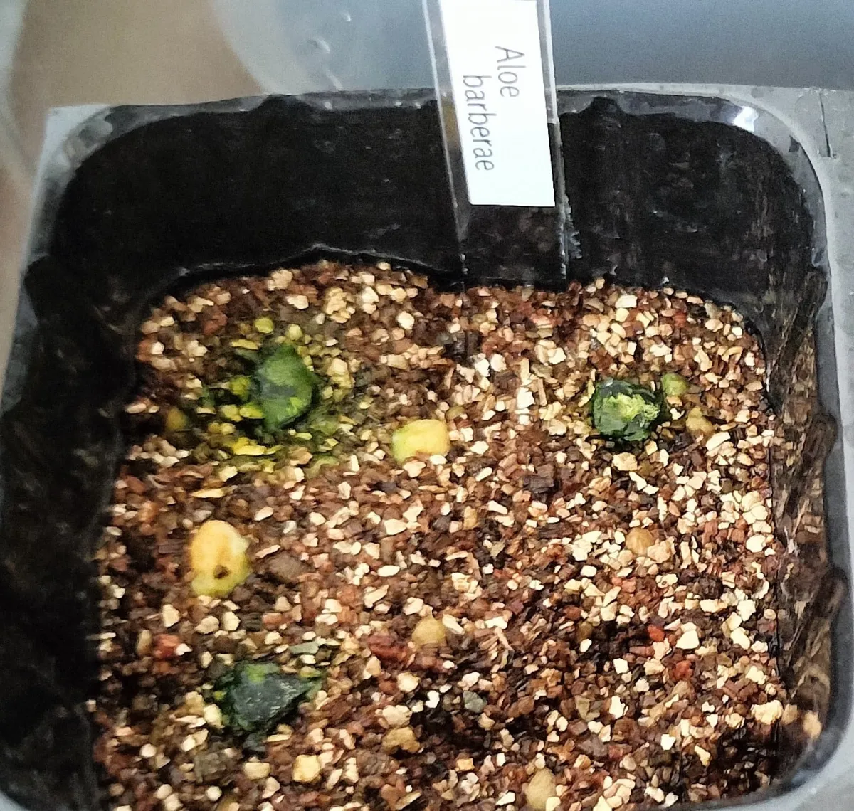 Aloidendron barberae (アロエ バルベラエ)