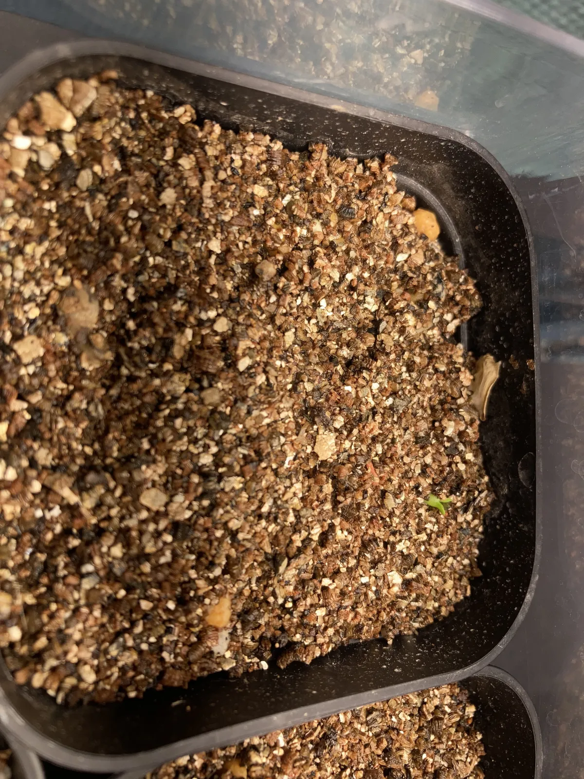 Euphorbia stellata (ユーフォルビア ステラータ 飛竜)