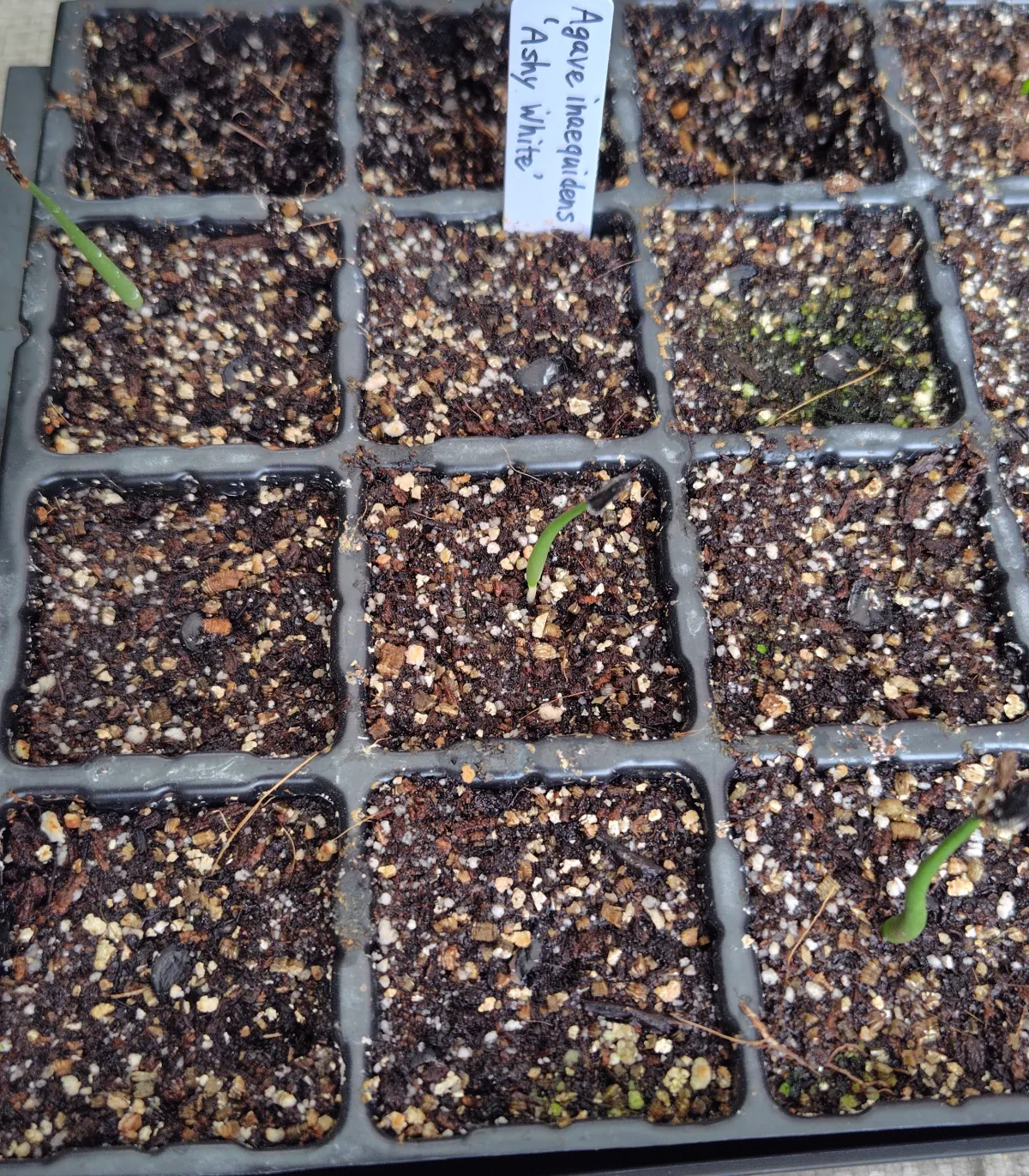 Agave inaequidens 'Ashy White' (アガベ インアクイデンス アッシーホワイト)