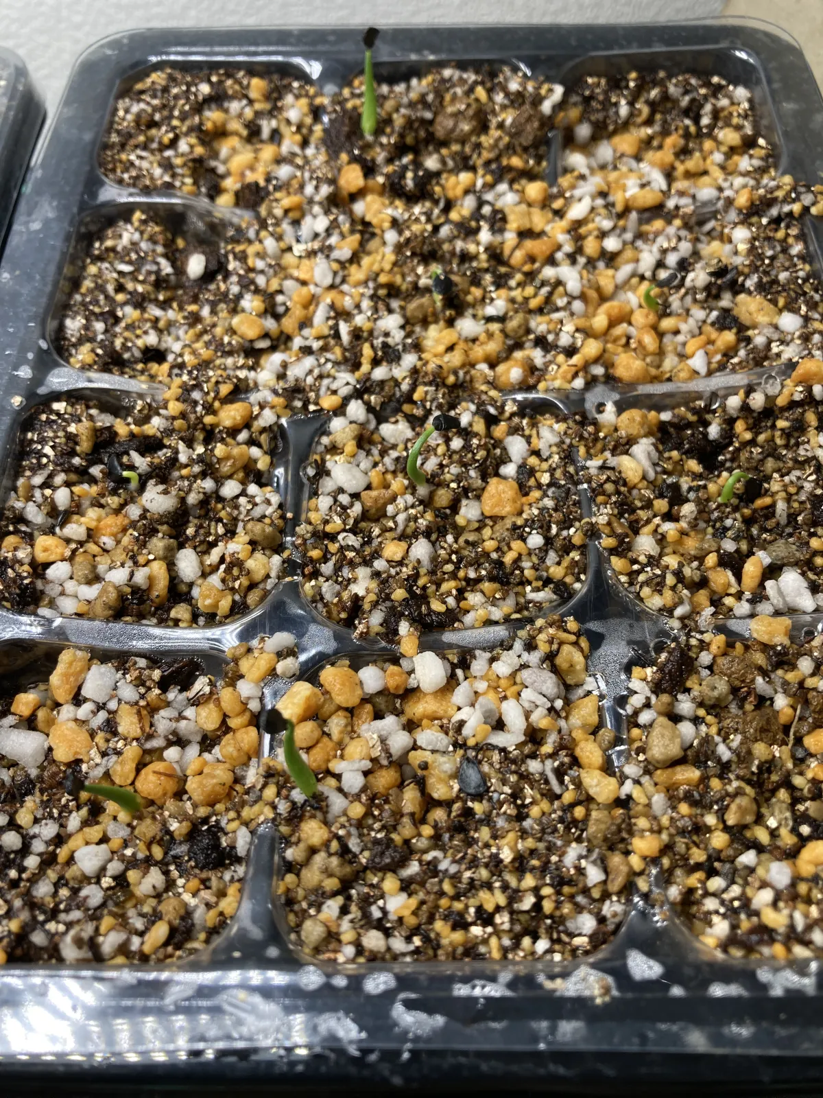 Agave utahensis var. eborispina 'Hayford' (アガベ エボリスピナ ヘイフォード)